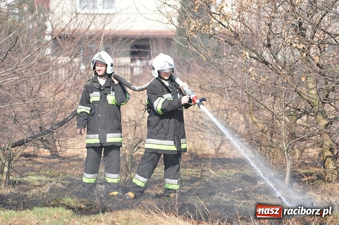 Zdjęcie w galerii na portalu naszraciborz.pl: Pożar suchej trawy i młodnika w Nędzy wiadomości z regionu