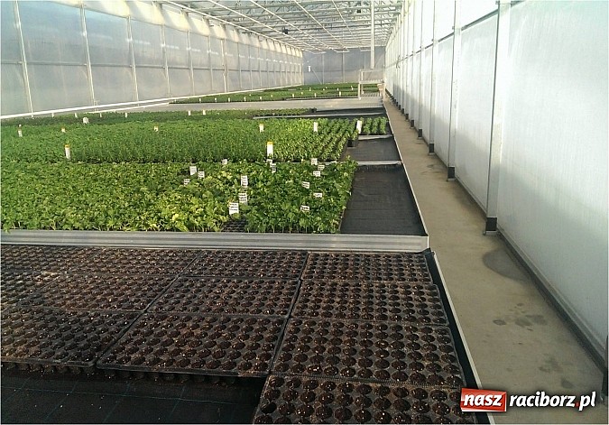 Zdjęcie w galerii na portalu naszraciborz.pl: Nagroda dla ekologicznej cieplarni w Makowie wiadomości z regionu