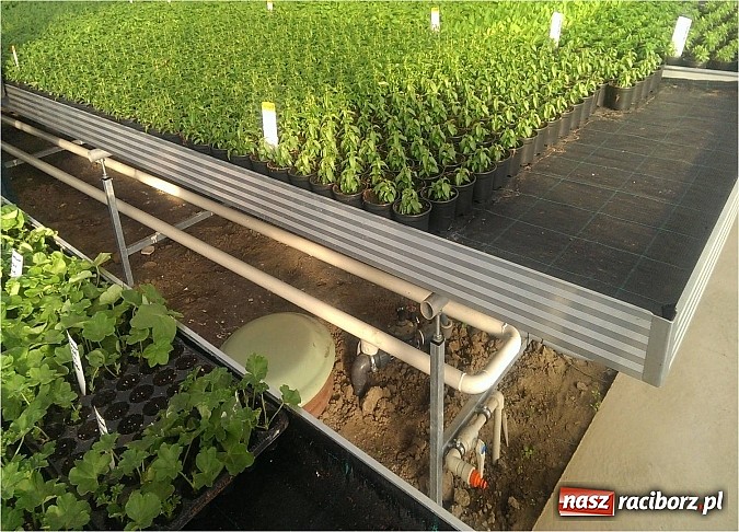 Zdjęcie w galerii na portalu naszraciborz.pl: Nagroda dla ekologicznej cieplarni w Makowie wiadomości z regionu