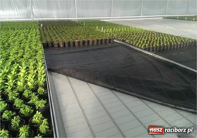 Zdjęcie w galerii na portalu naszraciborz.pl: Nagroda dla ekologicznej cieplarni w Makowie wiadomości z regionu