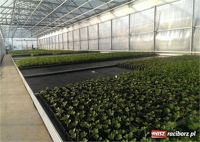 Zdjęcie w galerii na portalu naszraciborz.pl: Nagroda dla ekologicznej cieplarni w Makowie wiadomości z regionu