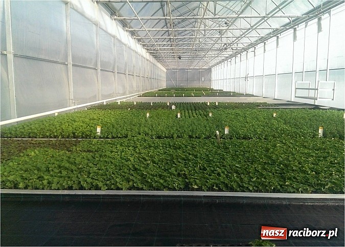 Zdjęcie w galerii na portalu naszraciborz.pl: Nagroda dla ekologicznej cieplarni w Makowie wiadomości z regionu