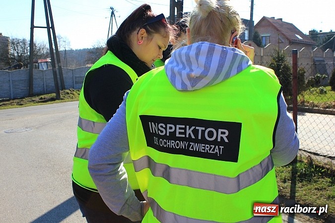 Zdjęcie w galerii na portalu naszraciborz.pl: Rudy: Chcieli odebrać psy ich właścicielce. Do interwencji jednak nie doszło... wiadomości z regionu