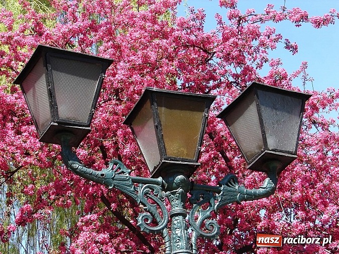 Zdjęcie w galerii na portalu naszraciborz.pl: 160 płomieni oświetliło miasto! wiadomości z regionu