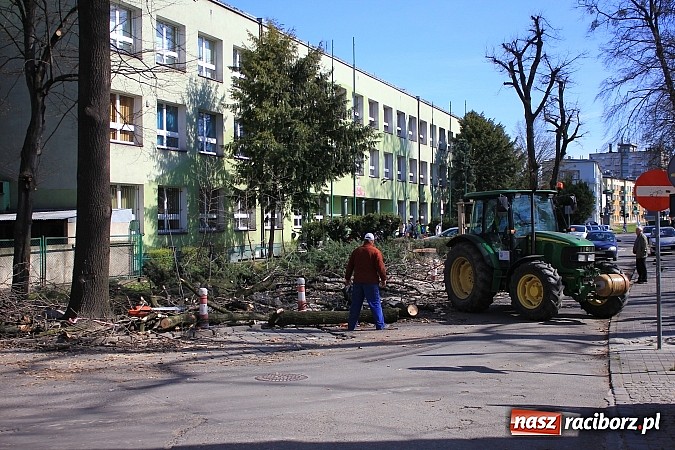 Zdjęcie w galerii na portalu naszraciborz.pl: Wycięto drzewa w Parku Roth i przy Mechaniku wiadomości z regionu