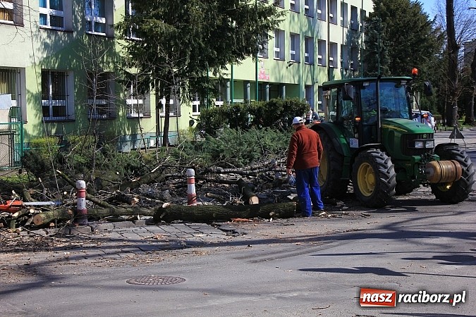 Zdjęcie w galerii na portalu naszraciborz.pl: Wycięto drzewa w Parku Roth i przy Mechaniku wiadomości z regionu