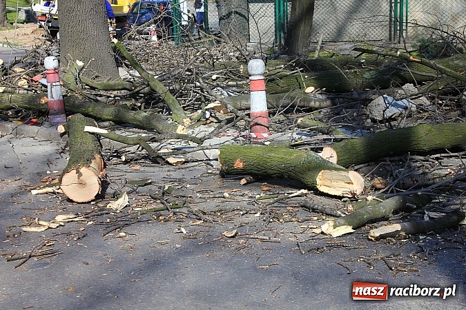 Zdjęcie w galerii na portalu naszraciborz.pl: Wycięto drzewa w Parku Roth i przy Mechaniku wiadomości z regionu