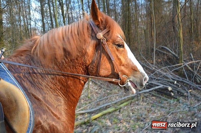Zdjęcie w galerii na portalu naszraciborz.pl: Poszukiwania wiosny zakończone sukcesem wiadomości z regionu