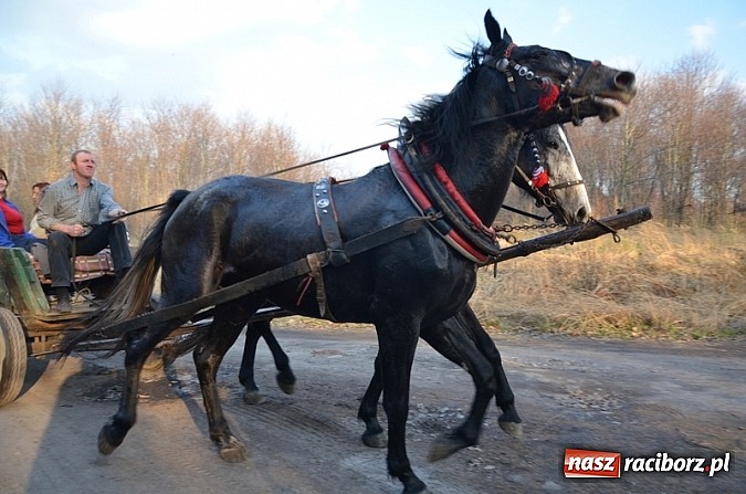 Zdjęcie w galerii na portalu naszraciborz.pl: Poszukiwania wiosny zakończone sukcesem wiadomości z regionu