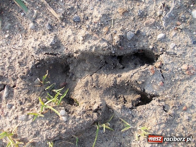 Zdjęcie w galerii na portalu naszraciborz.pl: Poszukiwania wiosny zakończone sukcesem wiadomości z regionu