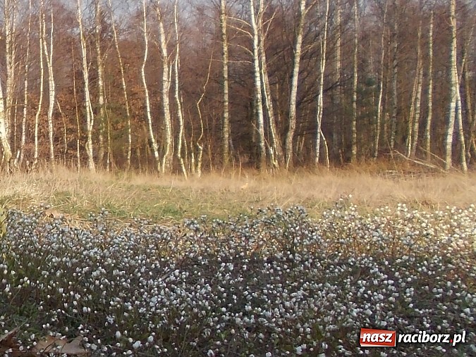 Zdjęcie w galerii na portalu naszraciborz.pl: Poszukiwania wiosny zakończone sukcesem wiadomości z regionu
