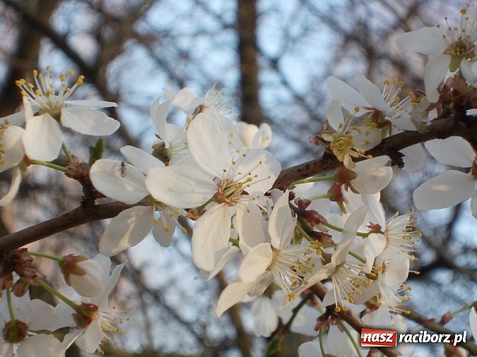 Zdjęcie w galerii na portalu naszraciborz.pl: Poszukiwania wiosny zakończone sukcesem wiadomości z regionu