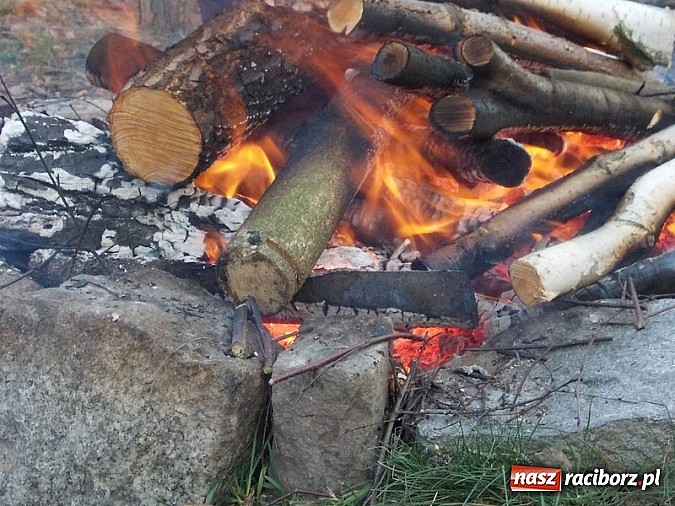 Zdjęcie w galerii na portalu naszraciborz.pl: Poszukiwania wiosny zakończone sukcesem wiadomości z regionu