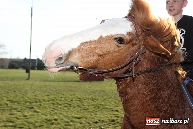 Zdjęcie w galerii na portalu naszraciborz.pl: Poszukiwania wiosny zakończone sukcesem wiadomości z regionu