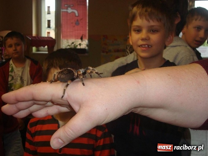 Zdjęcie w galerii na portalu naszraciborz.pl: Andrzej Pająk pokazywał swoje pająki wiadomości z regionu