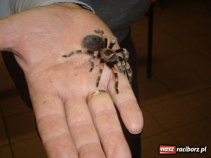 Zdjęcie w galerii na portalu naszraciborz.pl: Andrzej Pająk pokazywał swoje pająki wiadomości z regionu