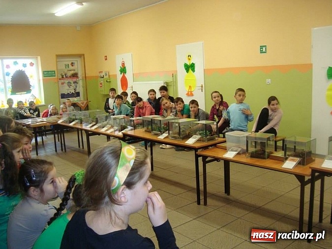 Zdjęcie w galerii na portalu naszraciborz.pl: Andrzej Pająk pokazywał swoje pająki wiadomości z regionu