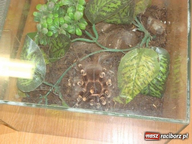 Zdjęcie w galerii na portalu naszraciborz.pl: Andrzej Pająk pokazywał swoje pająki wiadomości z regionu