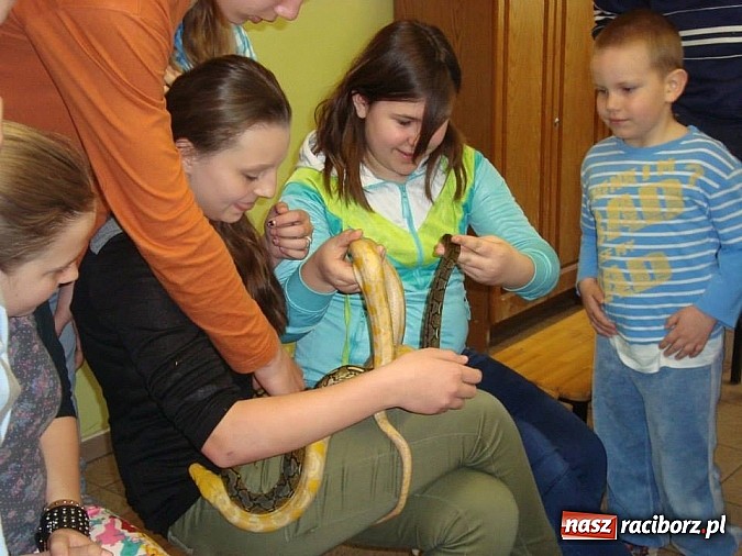 Zdjęcie w galerii na portalu naszraciborz.pl: Andrzej Pająk pokazywał swoje pająki wiadomości z regionu
