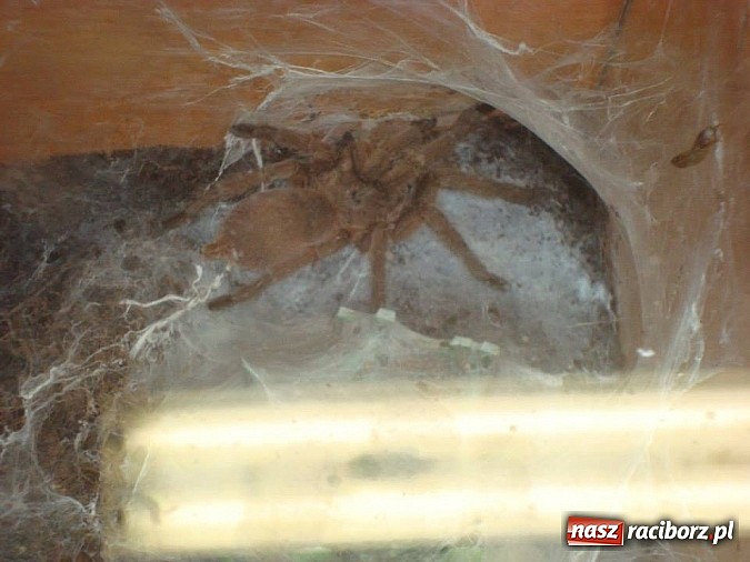 Zdjęcie w galerii na portalu naszraciborz.pl: Andrzej Pająk pokazywał swoje pająki wiadomości z regionu