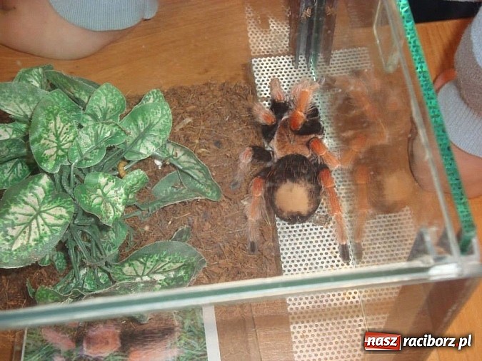 Zdjęcie w galerii na portalu naszraciborz.pl: Andrzej Pająk pokazywał swoje pająki wiadomości z regionu