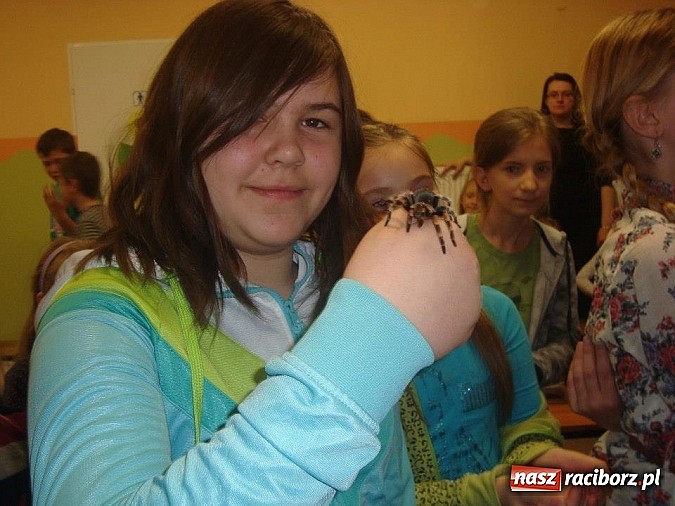 Zdjęcie w galerii na portalu naszraciborz.pl: Andrzej Pająk pokazywał swoje pająki wiadomości z regionu
