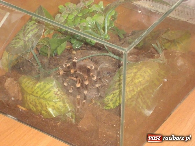 Zdjęcie w galerii na portalu naszraciborz.pl: Andrzej Pająk pokazywał swoje pająki wiadomości z regionu