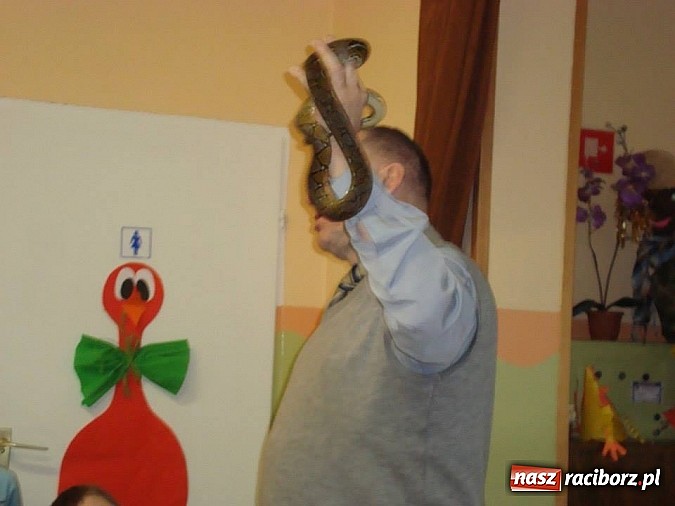 Zdjęcie w galerii na portalu naszraciborz.pl: Andrzej Pająk pokazywał swoje pająki wiadomości z regionu