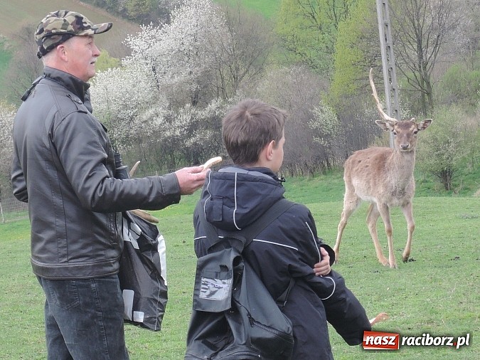 Zdjęcie w galerii na portalu naszraciborz.pl: Comenius w Gimnazjum w Kornowacu wiadomości z regionu