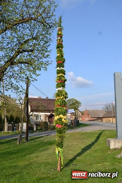 Zdjęcie w galerii na portalu naszraciborz.pl: W Jankowicach stanęła palma wielkanocna wiadomości z regionu