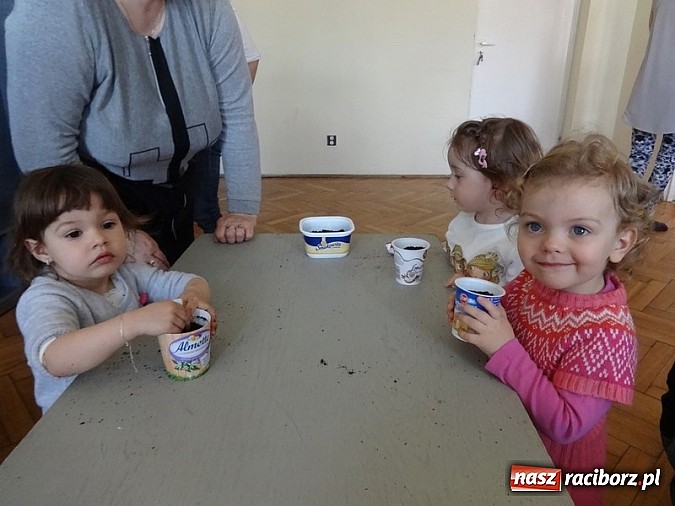 Zdjęcie w galerii na portalu naszraciborz.pl: Piękna wiosna w Fiku-miku wiadomości z regionu