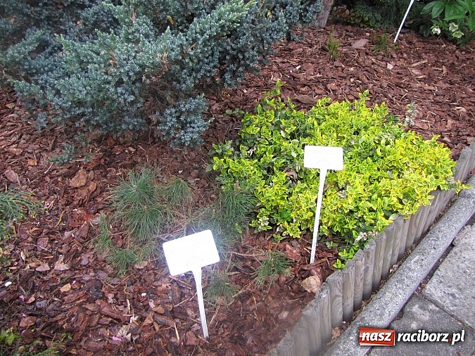 Zdjęcie w galerii na portalu naszraciborz.pl: Kolejne dwie miejskie szkoły czekają na duży remont wiadomości z regionu