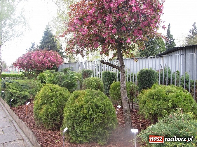 Zdjęcie w galerii na portalu naszraciborz.pl: Kolejne dwie miejskie szkoły czekają na duży remont wiadomości z regionu