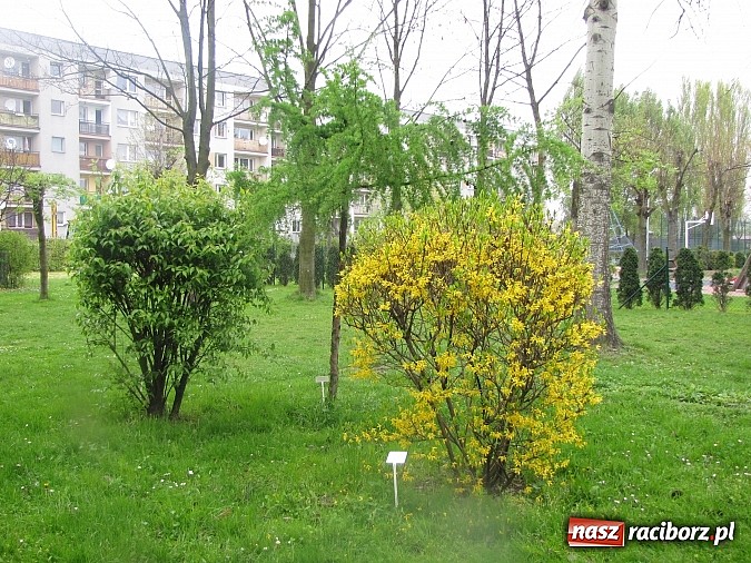 Zdjęcie w galerii na portalu naszraciborz.pl: Kolejne dwie miejskie szkoły czekają na duży remont wiadomości z regionu