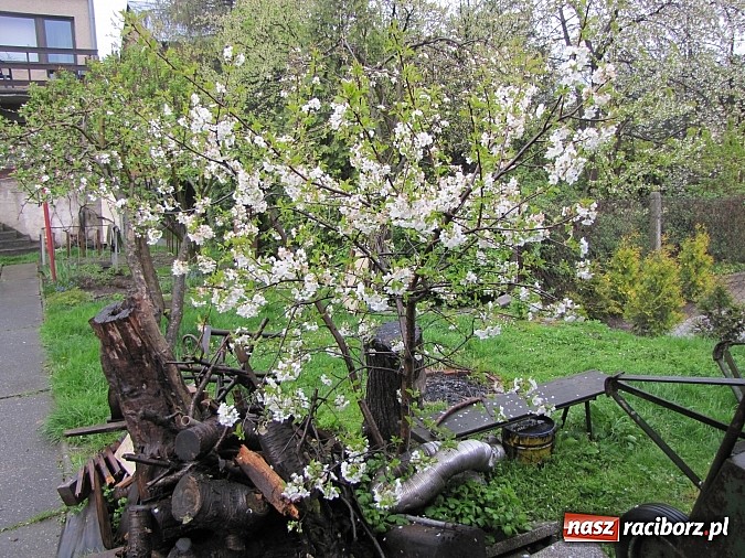 Zdjęcie w galerii na portalu naszraciborz.pl: Okiełznać metal. Niezwykła pasja 20-letniego raciborzanina - Michała Dąbkowskiego  wiadomości z regionu