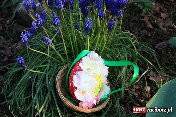 Zdjęcie w galerii na portalu naszraciborz.pl: Znamy najładniejsze krzanowickie pisanki wiadomości z regionu