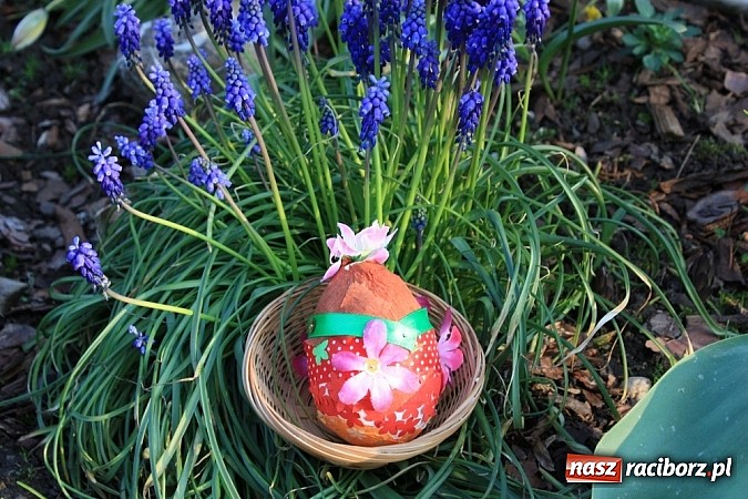 Zdjęcie w galerii na portalu naszraciborz.pl: Znamy najładniejsze krzanowickie pisanki wiadomości z regionu