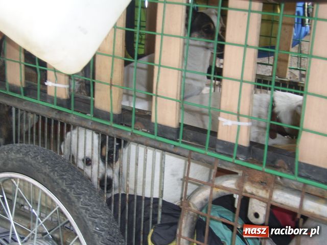 Zdjęcie w galerii na portalu naszraciborz.pl: Podróżuje, by być młodym wiadomości z regionu