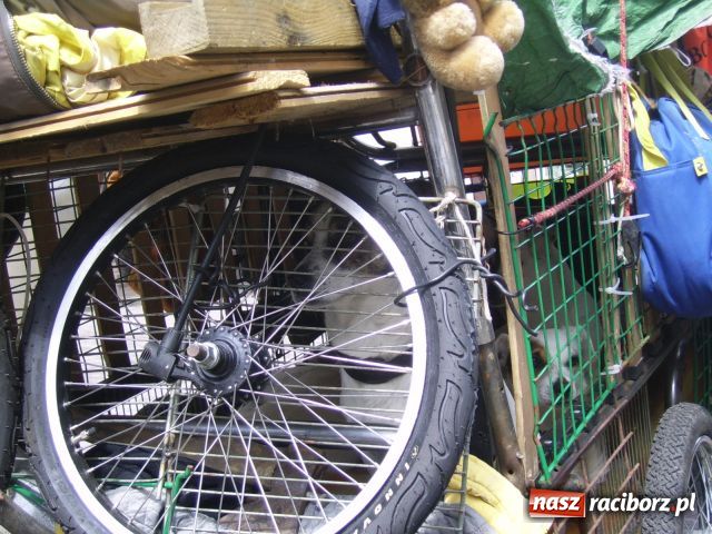 Zdjęcie w galerii na portalu naszraciborz.pl: Podróżuje, by być młodym wiadomości z regionu