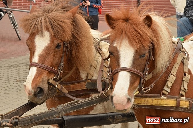 Zdjęcie w galerii na portalu naszraciborz.pl: W Pietrowicach Wielkich szli do cudownego obrazu a potem na obchód pól wiadomości z regionu