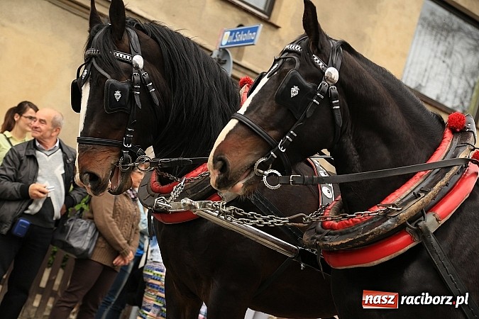 Zdjęcie w galerii na portalu naszraciborz.pl: W Pietrowicach Wielkich szli do cudownego obrazu a potem na obchód pól wiadomości z regionu