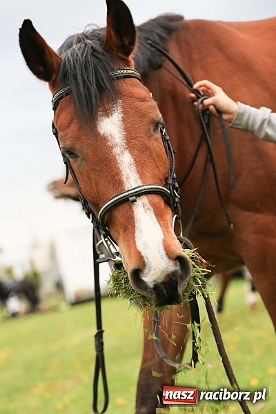 Zdjęcie w galerii na portalu naszraciborz.pl: W Pietrowicach Wielkich szli do cudownego obrazu a potem na obchód pól wiadomości z regionu