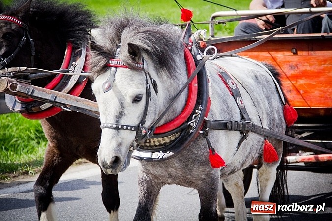 Zdjęcie w galerii na portalu naszraciborz.pl: Sudolskie wielkanocne rajtowanie, czyli cwałem po Topolowej wiadomości z regionu