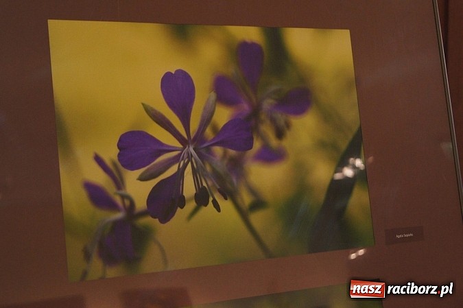 Zdjęcie w galerii na portalu naszraciborz.pl: Uwiecznione światło, barwa i kreska w galerii RCK wiadomości z regionu