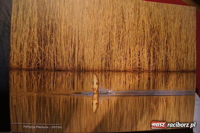 Zdjęcie w galerii na portalu naszraciborz.pl: Uwiecznione światło, barwa i kreska w galerii RCK wiadomości z regionu