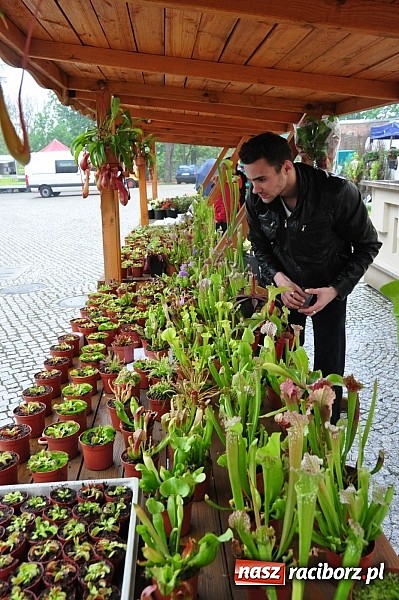 Zdjęcie w galerii na portalu naszraciborz.pl: Jarmark zamkowy ruszył. Pogoda łaskawa wiadomości z regionu
