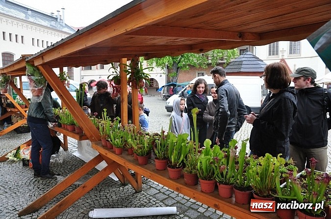 Zdjęcie w galerii na portalu naszraciborz.pl: Jarmark zamkowy ruszył. Pogoda łaskawa wiadomości z regionu