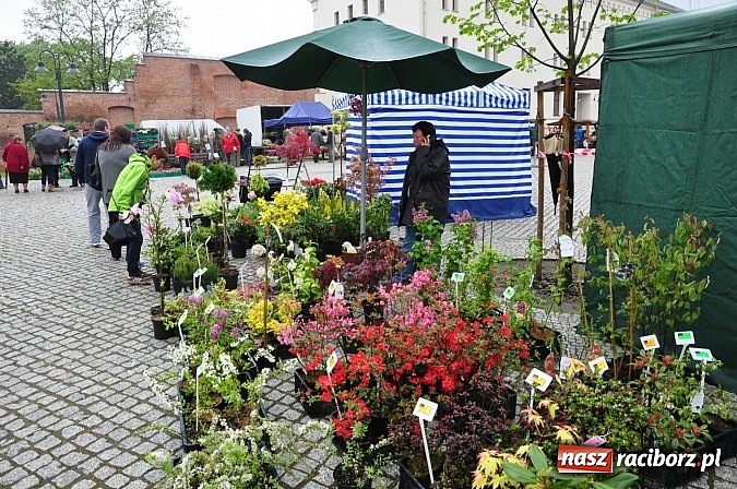 Zdjęcie w galerii na portalu naszraciborz.pl: Jarmark zamkowy ruszył. Pogoda łaskawa wiadomości z regionu