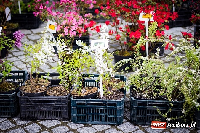 Zdjęcie w galerii na portalu naszraciborz.pl: Drugi zamkowy jarmark za nami. Nie dopisała tylko pogoda wiadomości z regionu