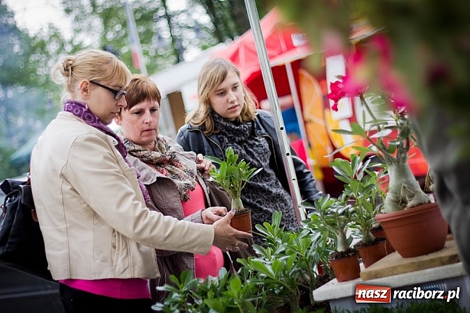 Zdjęcie w galerii na portalu naszraciborz.pl: Drugi zamkowy jarmark za nami. Nie dopisała tylko pogoda wiadomości z regionu